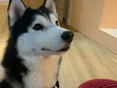 -Husky Go! 哈士奇体验馆·宠物咖啡厅狗咖