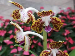 -北京植物园-展览温室