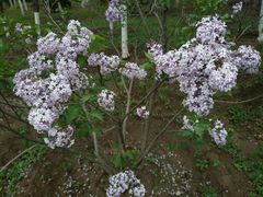 -永定河休闲森林公园