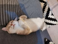 -东方名猫馆·英短金渐层布偶猫舍(环线广场1号楼店)