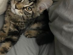 -欣宠猫屋·矮脚拿破仑·蓝金金渐层