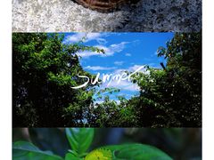 -黄山鲁森林公园
