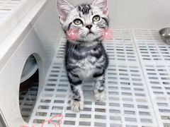 -lincat·猫舍(广州店)