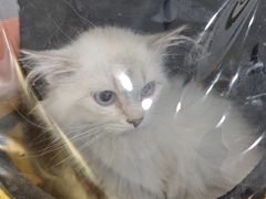 -纳吉亚猫专科动物医院博雅分院