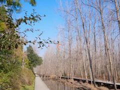 -合肥滨湖国家森林公园