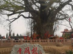 -大槐树寻根祭祖园