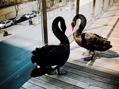 -行者书屋大堂吧 ·下午茶(南京圣和府邸酒店)