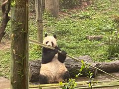 -中国大熊猫保护研究中心雅安碧峰峡基地