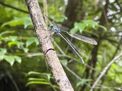 -西岭雪山大飞水景区