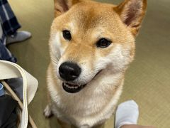 -逗柴咖啡屋·狗咖猫咖宠物桌游