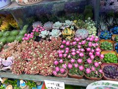 -花鸟鱼虫鲜花绿植市场(玉泉路店)
