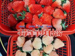 -喜杨洋草莓采摘园