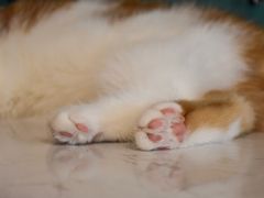 -飞行喵MR PILOT|猫舍·猫咖(静安大融城店)