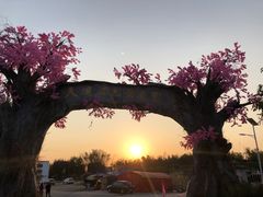 -天适樱花悠乐园