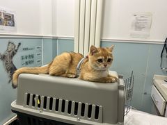 -纳吉亚猫专科动物医院·北北分院