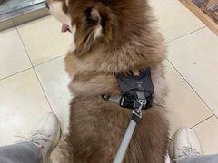-宠福鑫康馨动物医院·骨科·眼科