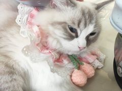 -怪兽屋·羊驼·猫咖·狗咖(俊华广场店)