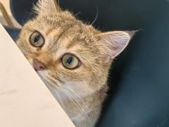 -飞行喵MR PILOT|猫舍·猫咖(静安大融城店)