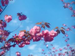 -高东镇樱花园