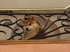 -喜柴咖啡·柴犬狗咖