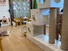 -有喵·猫咖·狗咖·30几只猫10只小狗(岗厦店)