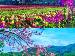-丹樱生态园