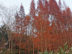 -桤木河湿地公园