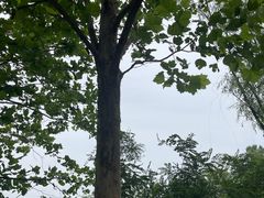 -翠湖国家城市湿地公园