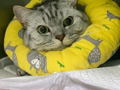 -瑞鹏宠物医院·宠保定点·心脏科·内科(御桥分院)