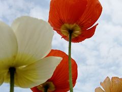 -二沙岛艺术公园