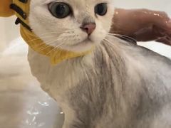 -momokira米努特·德文卷毛猫·棉花面纱犬