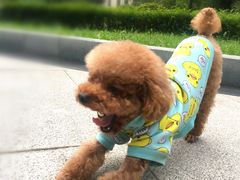 -芭比堂动物医院·犬猫全科·异宠专科(雁塔分院)