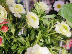 -花鸟鱼虫鲜花绿植市场(玉泉路店)