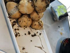 炸汤圆-本来精品川菜(嘉里中心店)