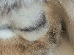 -飞行喵MR PILOT|猫舍·猫咖(静安大融城店)