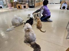 -藏猫猫咖啡主题馆(中央大道店)