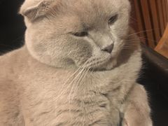 -猫友咖啡店(玉林西路店)