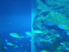 -迪拜水族馆及水下动物园