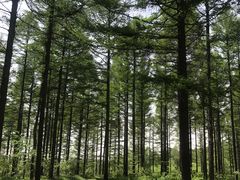 -塞罕坝国家级自然保护区