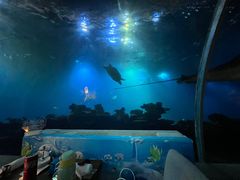 -海棠湾洲际-涛·海底餐厅·美人鱼·自助餐·海底隧道