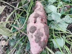 -前小桔亲子创意农场·草莓采摘·露营烧烤