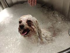 -PETKIT 小佩宠物·低压洗护·美容·寄养(安远店)