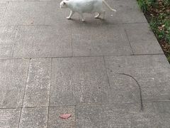 -新江湾城公园