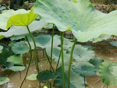 -武清南湖绿博园