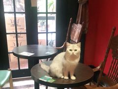 -猫色咖啡·猫咖