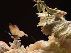 -vivo官方授权体验店(朝阳合生汇店)