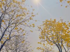 -洲头咀公园
