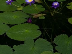 -国家植物园南园