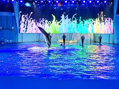 -海合安青岛极地海洋公园