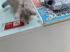 -宠福鑫康馨动物医院·骨科·眼科